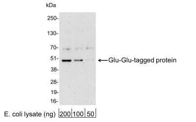 Western Blot Glu-Glu Epitope Tag Antibody - BSA Free