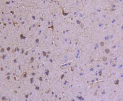 Immunohistochemistry-Paraffin: GluR1 Antibody (SD2010) [NBP2-67737] - Analysis of paraffin-embedded mouse brain tissue using anti-GluR1 antibody. Counter stained with hematoxylin.