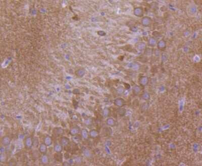 Immunohistochemistry-Paraffin: GluR1 Antibody (SD2010) [NBP2-67737] - Analysis of paraffin-embedded rat brain tissue using anti-GluR1 antibody. Counter stained with hematoxylin.