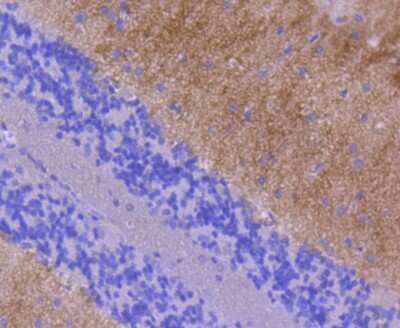 Immunohistochemistry-Paraffin: GluR1 Antibody (SD2010) [NBP2-67737] - Analysis of paraffin-embedded rat cerebellum tissue using anti-GluR1 antibody. Counter stained with hematoxylin.