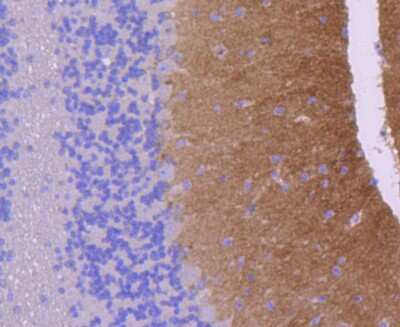 Immunohistochemistry-Paraffin: GluR1 Antibody (SD2010) [NBP2-67737] - Immunohistochemical analysis of paraffin-embedded mouse cerebellum tissue using anti-Glutamate receptor 1 antibody. The section was pre-treated using heat mediated antigen retrieval with Tris-EDTA buffer (pH 8.0-8.4) for 20 minutes.The tissues were blocked in 5% BSA for 30 minutes at room temperature, washed with ddH2O and PBS, and then probed with the primary antibody (1/50) for 30 minutes at room temperature. The detection was performed using an HRP conjugated compact polymer system. DAB was used as the chromogen. Tissues were counterstained with hematoxylin and mounted with DPX.