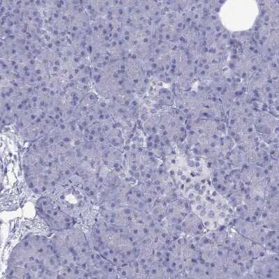 Immunohistochemistry-Paraffin: GluR2 Antibody [NBP1-89765] - Staining of human pancreas shows low expression as expected.