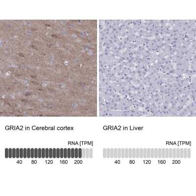 Immunohistochemistry-Paraffin: GluR2 Antibody [NBP1-89765] - Analysis in human cerebral cortex and liver tissues using NBP1-89765 antibody. Corresponding GRIA2 RNA-seq data are presented for the same tissues.