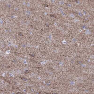 Immunohistochemistry-Paraffin: GluR2 Antibody [NBP1-89765] - Staining of human cerebral cortex shows moderate positivity in neuropil and neurons.