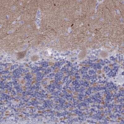 Immunohistochemistry-Paraffin: GluR2 Antibody [NBP1-89765] - Staining of human cerebellum shows moderate positivity in neuropil.