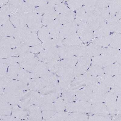 Immunohistochemistry-Paraffin: GluR2 Antibody [NBP1-89765] - Staining of human skeletal muscle shows no positivity in myocytes as expected.