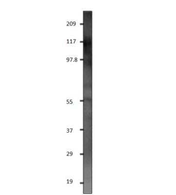 Western Blot: GluR5/GRIK1 Antibody [NBP3-12471] - 1:500 antibody dilution in DiluObuffer. Apparent MW is 117 KDa.