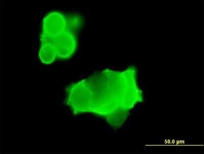 Immunocytochemistry/Immunofluorescence: GluR7/GRIK3 Antibody [H00002899-B01P] - Analysis of purified antibody to GRIK3 on 293 cell. (antibody concentration 2 ug/ml)