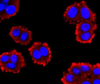 Immunocytochemistry/Immunofluorescence: Glucagon Antibody (JF33-10) [NBP2-66868] - Staining GLP1 in SW480 cells (red). The nuclear counter stain is DAPI (blue). Cells were fixed in paraformaldehyde, permeabilised with 0.25% Triton X100/PBS.