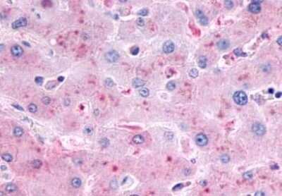 Immunohistochemistry-Paraffin: Glucagon R/GCGR Antibody [NLS4257] - Human liver tissue after heat-induced antigen retrieval.