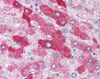 Immunohistochemistry-Paraffin: Glucagon R/GCGR Antibody [NLS4258] - Analysis of anti-Glucagon Receptor antibody with human liver.