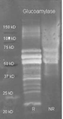 Western Blot: Glucoamylase Antibody [NBP1-78076] - Goat anti Glucoamylase antibody was used to detect purified glucoamylase under reducing (R) and non-reducing (NR) conditions. Reduced samples of purified target proteins contained 4% BME and were boiled for 5 minutes. Samples of ~1ug of protein per lane were run by SDS-PAGE. Protein was transferred to nitrocellulose and probed with 1:3000 dilution of primary antibody at 4C. Detection shown was using Dylight 488 conjugated Donkey anti goat. Images were collected using the Doc System