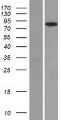 Western Blot: Glucocorticoid Receptor Overexpression Lysate (Adult Normal) [NBP2-11155] Left-Empty vector transfected control cell lysate (HEK293 cell lysate); Right -Over-expression Lysate for Glucocorticoid Receptor.