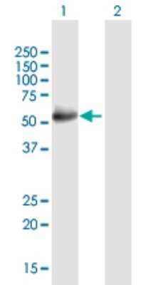 Western Blot: Glucokinase/GCK Antibody [H00002645-B02P] - Analysis of GCK expression in transfected 293T cell line by GCK polyclonal antibody.  Lane 1: GCK transfected lysate(51.15 KDa). Lane 2: Non-transfected lysate.