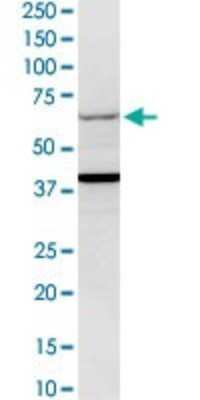 Western Blot: Glucokinase/GCK Antibody [H00002645-D01P] - Analysis of GCK expression in PC-12.
