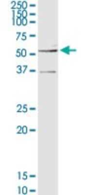 Western Blot: Glucokinase/GCK Antibody [H00002645-D01P] - Analysis of GCK expression in mouse liver.