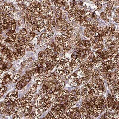 Immunohistochemistry-Paraffin: Glucosamine (N-acetyl)-6-Sulfatase/GNS Antibody [NBP2-38583] - Staining of human adrenal gland shows high expression.