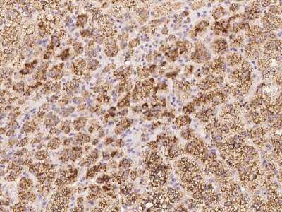 Immunohistochemistry-Paraffin: Glucosamine (N-acetyl)-6-Sulfatase/GNS Antibody [NBP2-99216] - Immunochemical staining of human Glucosamine (N-acetyl)-6-Sulfatase/GNS in human adrenal gland with rabbit polyclonal antibody at 1:1000 dilution, formalin-fixed paraffin embedded sections.