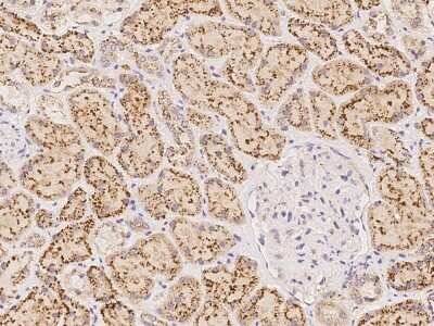 Immunohistochemistry-Paraffin: Glucosamine (N-acetyl)-6-Sulfatase/GNS Antibody [NBP2-99216] - Immunochemical staining of human GNS in human kidney with rabbit polyclonal antibody at 1:1000 dilution, formalin-fixed paraffin embedded sections.