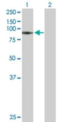 Western Blot: Glucosamine (N-acetyl)-6-Sulfatase/GNS Antibody [H00002799-B01P] - Analysis of GNS expression in transfected 293T cell line by GNS polyclonal antibody.  Lane1:GNS transfected lysate(60.72 KDa). Lane2:Non-transfected lysate.