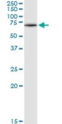 Western Blot: Glucosamine (N-acetyl)-6-Sulfatase/GNS Antibody [H00002799-D01P] - Analysis of GNS expression in mouse kidney.