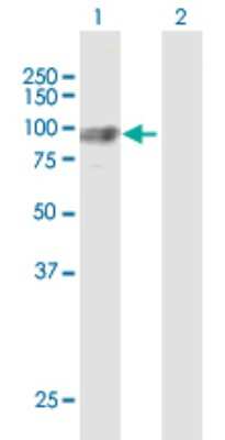 Western Blot: Glucosamine (N-acetyl)-6-Sulfatase/GNS Antibody [H00002799-D01P] - Analysis of GNS expression in transfected 293T cell line by GNS polyclonal antibody.Lane 1: GNS transfected lysate(62.1 KDa).Lane 2: Non-transfected lysate.