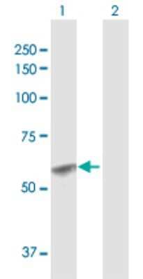 Western Blot: Glucosaminyl (N-acetyl) Transferase 1/GCNT1 Antibody [H00002650-D01P] - Analysis of GCNT1 expression in transfected 293T cell line by GCNT1 polyclonal antibody.Lane 1: GCNT1 transfected lysate(49.80 KDa).Lane 2: Non-transfected lysate.