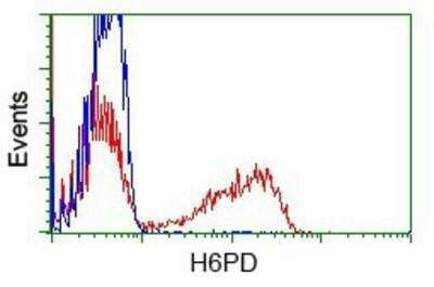 Flow Cytometry: Glucose 1-dehydrogenase Antibody (OTI2A7) - Azide and BSA Free [NBP2-71478] - HEK293T cells transfected with either overexpression plasmid (Red) or empty vector control plasmid (Blue) were immunostaining by anti-Glucose 1-dehydrogenase antibody, and then analyzed by flow cytometry.