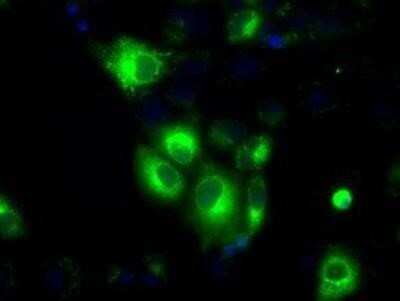 Immunocytochemistry/Immunofluorescence: Glucose 1-dehydrogenase Antibody (OTI2A7) - Azide and BSA Free [NBP2-71478] - Staining of COS7 cells transiently transfected by pCMV6-ENTRY Glucose 1-dehydrogenase.