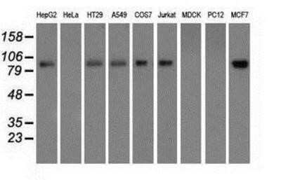 Western Blot: Glucose 1-dehydrogenase Antibody (OTI2A7) - Azide and BSA Free [NBP2-71478] - Analysis of extracts (35ug) from 9 different cell lines by using anti-Glucose 1-dehydrogenase monoclonal antibody.