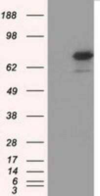 Western Blot: Glucose 1-dehydrogenase Antibody (OTI2A7) - Azide and BSA Free [NBP2-71478] - HEK293T cells were transfected with the pCMV6-ENTRY control (Left lane) or pCMV6-ENTRY Glucose 1-dehydrogenase (Right lane) cDNA for 48 hrs and lysed. Equivalent amounts of cell lysates (5 ug per lane) were separated by SDS-PAGE and immunoblotted with ant