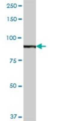 Western Blot: Glucose 1-dehydrogenase Antibody [H00009563-B01P] - Analysis of H6PD expression in human liver.