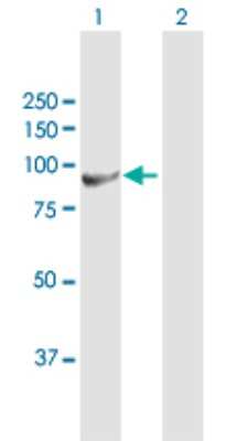 Western Blot: Glucose 1-dehydrogenase Antibody [H00009563-B01P] - Analysis of H6PD expression in transfected 293T cell line by H6PD polyclonal antibody.  Lane 1: H6PD transfected lysate(87.01 KDa). Lane 2: Non-transfected lysate.