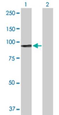 Western Blot: Glucose 1-dehydrogenase Antibody [H00009563-D01P] - Analysis of H6PD expression in transfected 293T cell line by H6PD polyclonal antibody.Lane 1: H6PD transfected lysate(88.90 KDa).Lane 2: Non-transfected lysate.