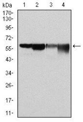 Western Blot: Glucose 6 Phosphate Dehydrogenase Antibody (2H7) - Azide and BSA Free [NBP2-80752] - Analysis using Glucose 6 Phosphate Dehydrogenase mouse mAb against Hela (1), MCF-7 (2), Jurkat (3) and K562 (4) cell lysates. Image from the standard format of this antibody.