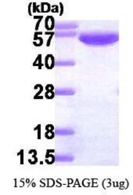 SDS-Page: Recombinant Human Glucose 6 Phosphate Dehydrogenase Protein [NBP1-30178] - Glucose-6-phosphate isomerase, 65.3 kDa (578aa), confirmed by MALDI-TOF with a purity of 95% by SDS - PAGE