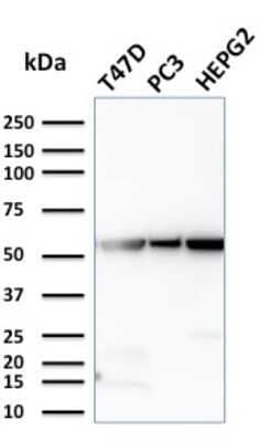 Western Blot: Glucose 6 phosphate isomerase Antibody (CPTC-GPI-1) - Azide and BSA Free [NBP2-79845] - Western Blot Analysis of T47D, PC3, HePG2 cell lysates using Glucose 6 phosphate isomerase Antibody (CPTC-GPI-1).