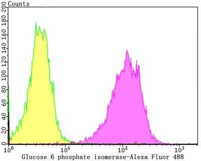 Flow Cytometry: Glucose 6 phosphate isomerase Antibody (JG33-86) [NBP2-76840] - Flow cytometric analysis of A549 cells with Glucose 6 phosphate isomerase antibody at 1/100 dilution (purple) compared with an unlabelled control (cells without incubation with primary antibody; yellow).Alexa Fluor 488-conjugated goat anti-rabbit IgG was used as the secondary antibody.