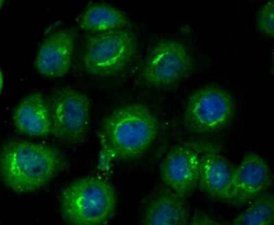 Immunocytochemistry/Immunofluorescence: Glucose 6 phosphate isomerase Antibody (JG33-86) [NBP2-76840] - ICC staining Glucose 6 phosphate isomerase in LO2 cells (green). The nuclear counter stain is DAPI (blue). Cells were fixed in paraformaldehyde, permeabilised with 0.25% Triton X100/PBS.