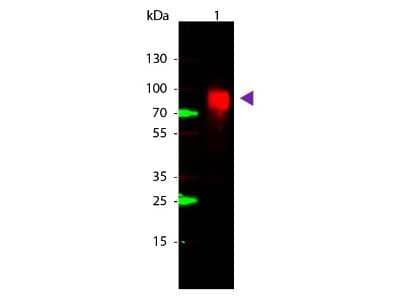 Western Blot Glucose Oxidase Antibody - BSA Free