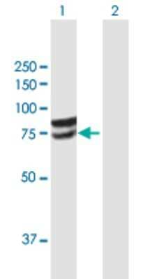 Western Blot: Glucuronic Acid Epimerase Antibody [H00026035-B01P] - Analysis of GLCE expression in transfected 293T cell line by GLCE polyclonal antibody.  Lane 1: GLCE transfected lysate(67.87 KDa). Lane 2: Non-transfected lysate.