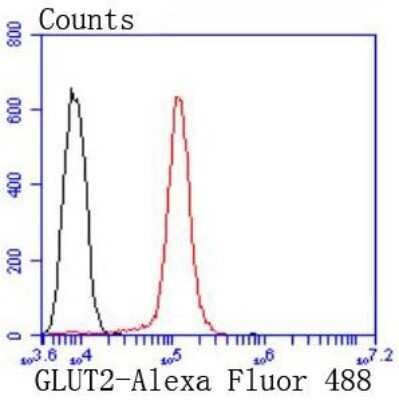 Flow Cytometry: Glut2 Antibody (JJ20-21) [NBP2-67860] - Analysis of HepG2 cells with GLUT2 antibody at 1/50 dilution (red) compared with an unlabelled control (cells without incubation with primary antibody; black). Alexa Fluor 488-conjugated goat anti rabbit IgG was used as the secondary antibody