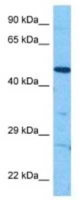 Western Blot: Glut3 Antibody [NBP3-09984] - Western blot analysis of Glut3 in Human HepG2 Whole Cell. Antibody dilution at 1.0ug/ml