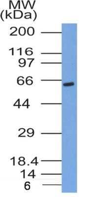 Western Blot: Glut4 Antibody (2E11NB) - Azide and BSA Free [NBP2-80754] - Analysis of human heart tissue lysate using 1:500 dilution of GLUT4 antibody [clone 2E11NB]. The antibody generated a single specific band of Glut4 at ~55 kDa molecular weight position. Image from the standard format of this antibody.