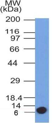 Western Blot: Glut4 Antibody (2E11NB) - Azide and BSA Free [NBP2-80754] - Analysis of partial recombinant GLUT4 protein using GLUT4 antibody [clone 2E11NB]. Image from the standard format of this antibody.