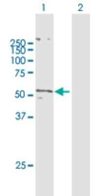 Western Blot: Glut5 Antibody [H00006518-B01P] - Analysis of SLC2A5 expression in transfected 293T cell line by SLC2A5 polyclonal antibody.  Lane 1: SLC2A5 transfected lysate(55.11 KDa). Lane 2: Non-transfected lysate.