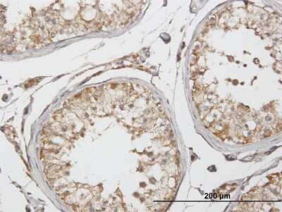 Immunohistochemistry-Paraffin: Glutamate Dehydrogenase 2/GLUD2 Antibody [H00002747-B02P] - Analysis of purified antibody to GLUD2 on formalin-fixed paraffin-embedded human testis. (antibody concentration 3 ug/ml)