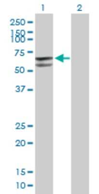 Western Blot: Glutamate Dehydrogenase 2/GLUD2 Antibody [H00002747-B01P] - Analysis of GLUD2 expression in transfected 293T cell line by GLUD2 polyclonal antibody.  Lane 1: GLUD2 transfected lysate(61.38 KDa). Lane 2: Non-transfected lysate.