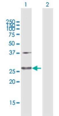 Western Blot: Glutamate Dehydrogenase 2/GLUD2 Antibody [H00002747-D01P] - Analysis of GLUD2 expression in transfected 293T cell line by GLUD2 polyclonal antibody.Lane 1: GLUD2 transfected lysate(29.30 KDa).Lane 2: Non-transfected lysate.