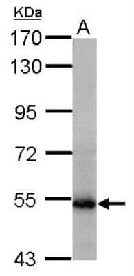 Western Blot: Glutamate Dehydrogenase 2/GLUD2 Antibody [NBP2-16678] -  A: Mouse Testis.